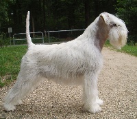 Étalon Schnauzer miniature - CH. Earnest desire of roxy's pride