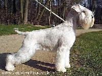 Étalon Schnauzer miniature - CH. Xebec Beatriche