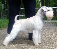 Étalon Schnauzer miniature - CH. Xebec Bonaparte