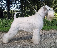 Étalon Schnauzer miniature - CH. Xebec Ballack