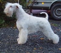 Étalon Schnauzer miniature - CH. Daisy rey prag