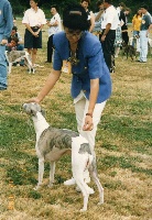 Étalon Whippet - James lovely blue boy Du croquet