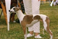 Étalon Whippet - CH. Shamilah Arabian's La Bayadère Chanel Mollie