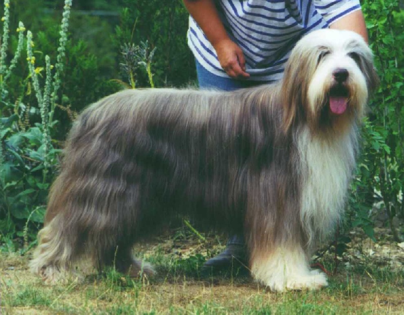 Davy jones De la forêt des hauts de galgals