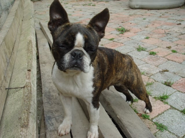 Vanille De la baie de pempoul