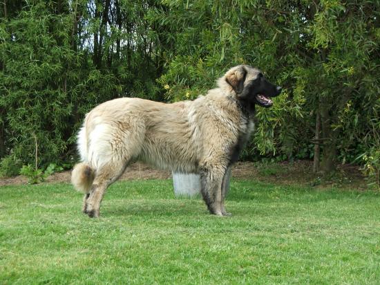 Publication : Britishbulls Auteur : Elevage Des Etoiles Des Rois