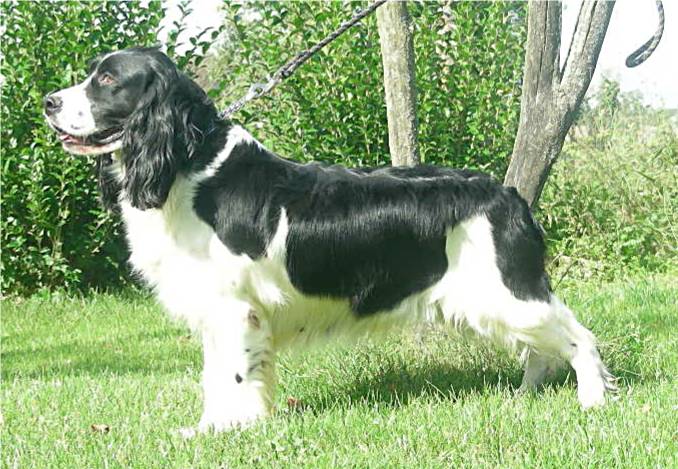 Vanille des Diamants Verts