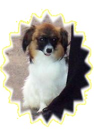 Vercingetorix-ly de l'Abbaye de Calmetie