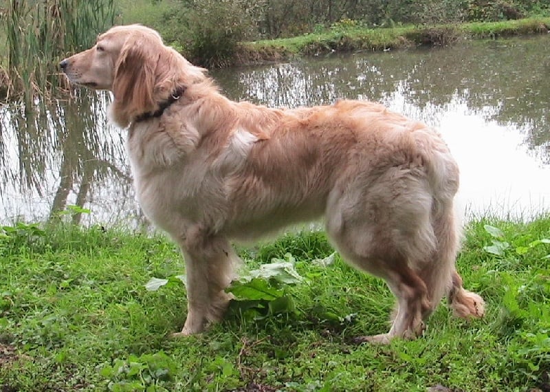 Vytèle Des trois petits diables
