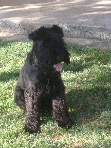 Publication : d'Aberfoyle 