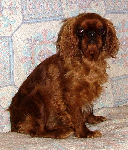 An ly ti king des Cavaliers D'Albion