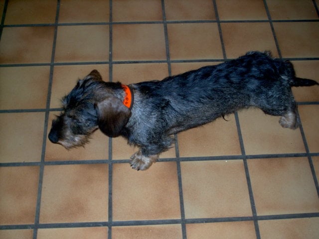 Annibal de la goutte du Chaity