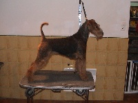 Étalon Airedale Terrier - CH. Bittersweet synphony of Utley