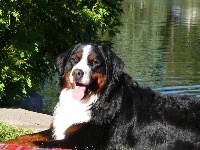 Étalon Bouvier Bernois - Ours des neiges voyou shubert de la Pointe-du-Lac