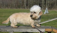 Étalon Dandie Dinmont Terrier - Anja von der Gulitza
