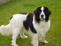 Étalon Landseer type continental europeen - CH. Rackam du mas d'elronde