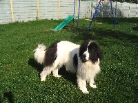 Étalon Landseer type continental europeen - Tiphaine du mas d'elronde