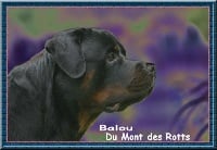 Étalon Rottweiler - Balou du Mont des Rotts