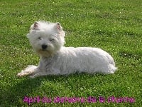 Étalon West Highland White Terrier - April du domaine de la charme