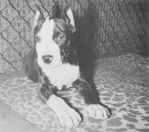 CH. x-pert Gallant lady