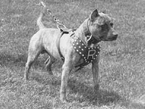 CH. x-pert Brindle rocky