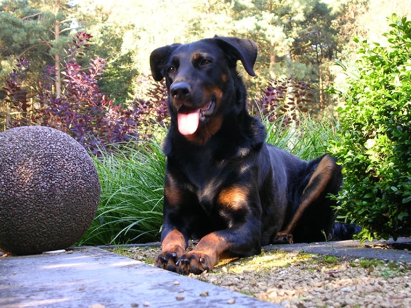 CH. Dara du Bois Tourbeux