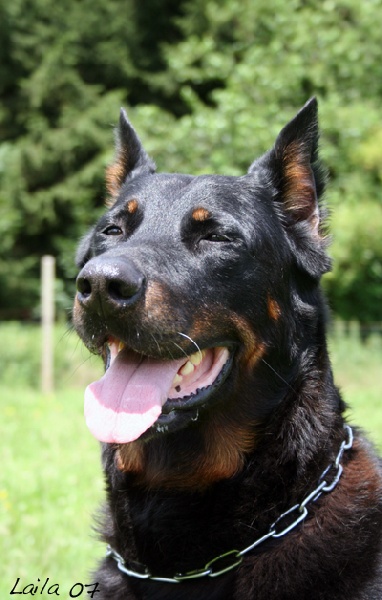 du Bois Tourbeux Ybbe