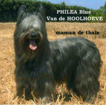 Philea blue. v.d. hoolhoeve