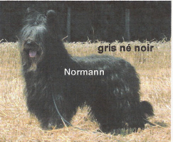 Nash dit norman des prairies d'amandel