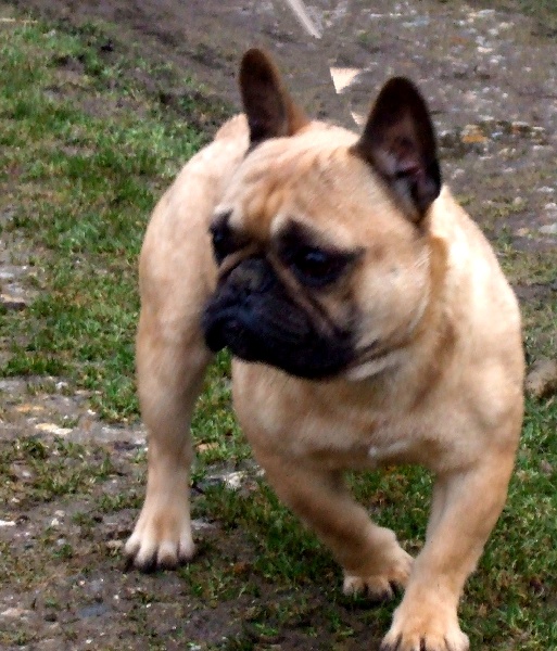 Amadeus de la baume cromagnon