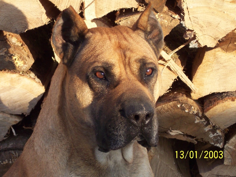 Publication : de la feuille de vigne 