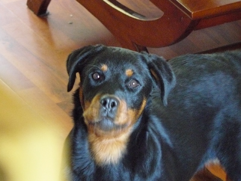 Publication : du Clan de Penn-Kalet