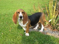 Étalon Basset Artesien Normand - Corleone La petite hollywood