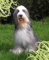 Étalon Bearded Collie - Unkey lady black Des monts de gatine