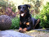 Étalon Berger de Beauce - CH. Dara du Bois Tourbeux