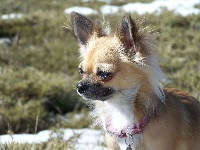 Étalon Chihuahua - Bell'isula des Korrigans de la Lande