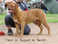 Étalon Dogue de Bordeaux - Circe Du regard de breizh