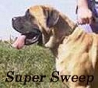 Étalon Mastiff - Super sweep des Chenaies de Kom Pystou