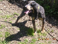 Étalon Petit bleu de Gascogne - Twist (Sans Affixe)