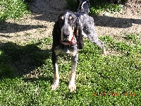 Étalon Petit bleu de Gascogne - Austin du pays de mandrin