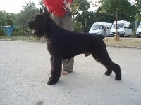 Étalon Schnauzer Geant - CH. Zarina's design Fidanzato