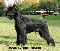 Étalon Schnauzer Geant - CH. Zarina's design Fortunato