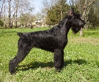 Étalon Schnauzer Geant - CH. Zarina's design Fuego de mi alma