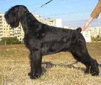 Étalon Schnauzer Geant - CH. savali Zabelle