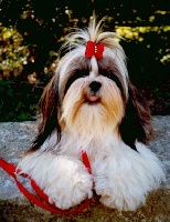 Étalon Shih Tzu - Shanel Des poupons frises