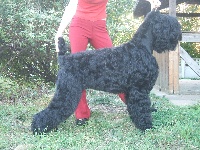 Étalon Terrier noir - Kassiopeya iz angarskoï jemchujiny de Koslova