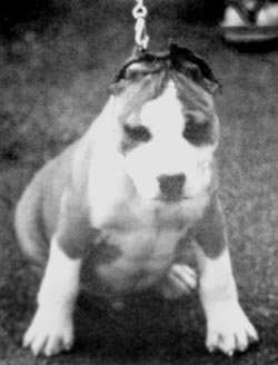 CH. Fraja Don quixote