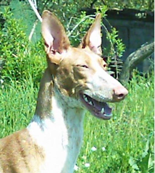 Publication : des Côteaux de Soubirous Auteur : Les côteaux de soubirous