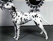 CH. Olympic star of Olbero