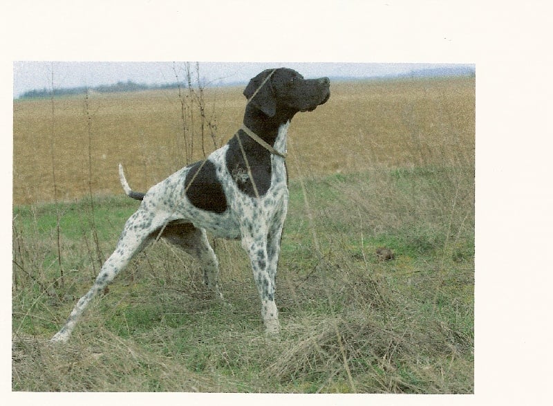 Verone des tucs landais